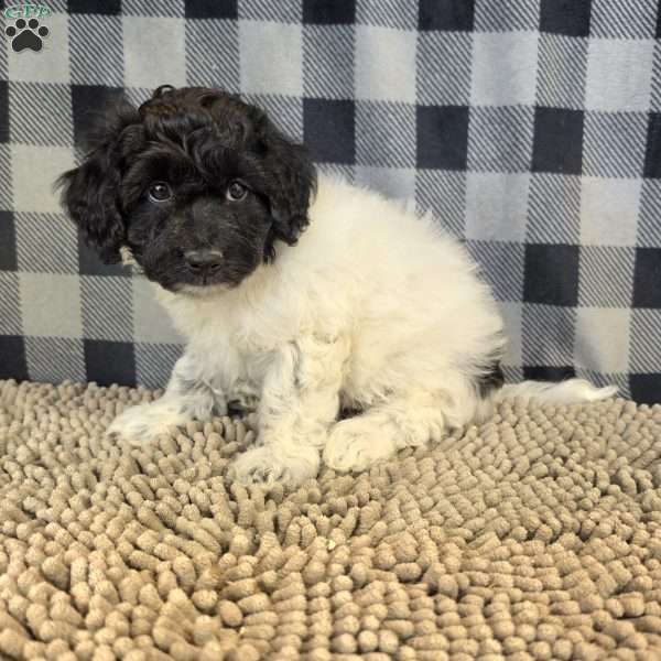 Rosie, Coton de Tulear Mix Puppy