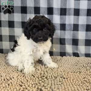 Rosie, Coton de Tulear Mix Puppy
