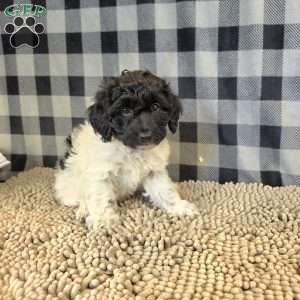 Rosie, Coton de Tulear Mix Puppy