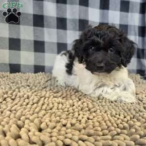 Rosie, Coton de Tulear Mix Puppy