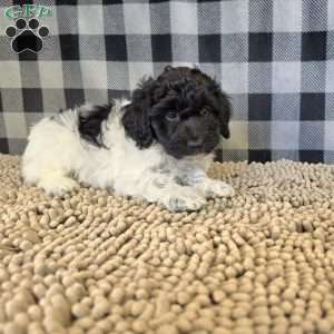 Rosie, Coton de Tulear Mix Puppy