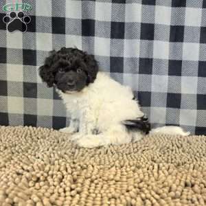 Rosie, Coton de Tulear Mix Puppy