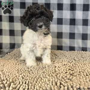 Ruthie, Coton de Tulear Mix Puppy