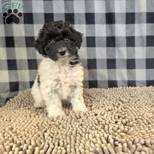 Ruthie, Coton de Tulear Mix Puppy