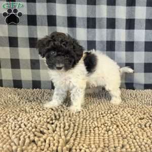 Ruthie, Coton de Tulear Mix Puppy