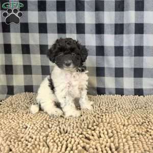 Ruthie, Coton de Tulear Mix Puppy