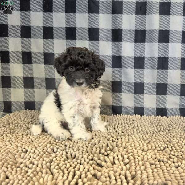 Ruthie, Coton de Tulear Mix Puppy