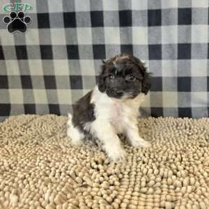 Reta, Coton de Tulear Mix Puppy