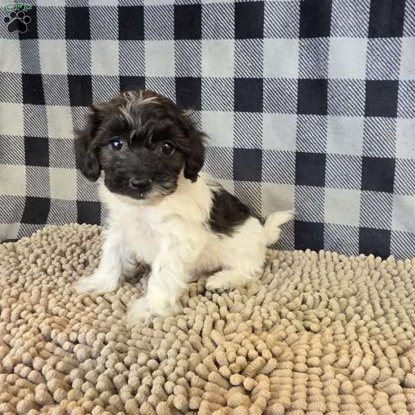 Reta, Coton de Tulear Mix Puppy