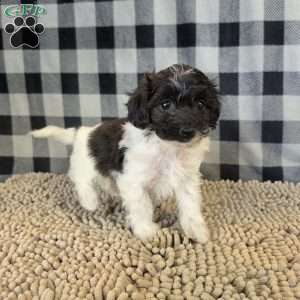 Reta, Coton de Tulear Mix Puppy