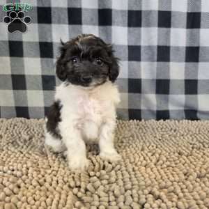 Reta, Coton de Tulear Mix Puppy