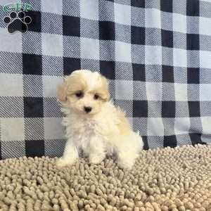 Rayne, Coton de Tulear Mix Puppy
