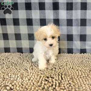 Rayne, Coton de Tulear Mix Puppy