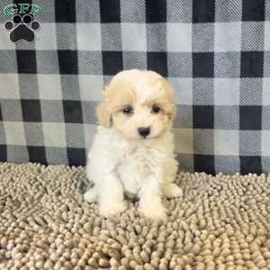 Rayne, Coton de Tulear Mix Puppy