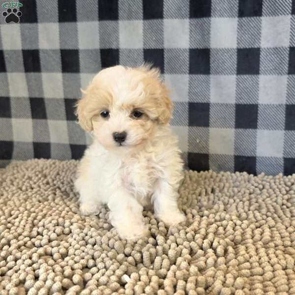 Rayne, Coton de Tulear Mix Puppy