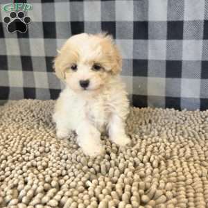Rayne, Coton de Tulear Mix Puppy
