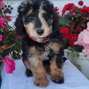 Fern, Miniature Poodle Mix Puppy
