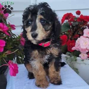 Fern, Miniature Poodle Mix Puppy