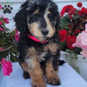 Fern, Miniature Poodle Mix Puppy