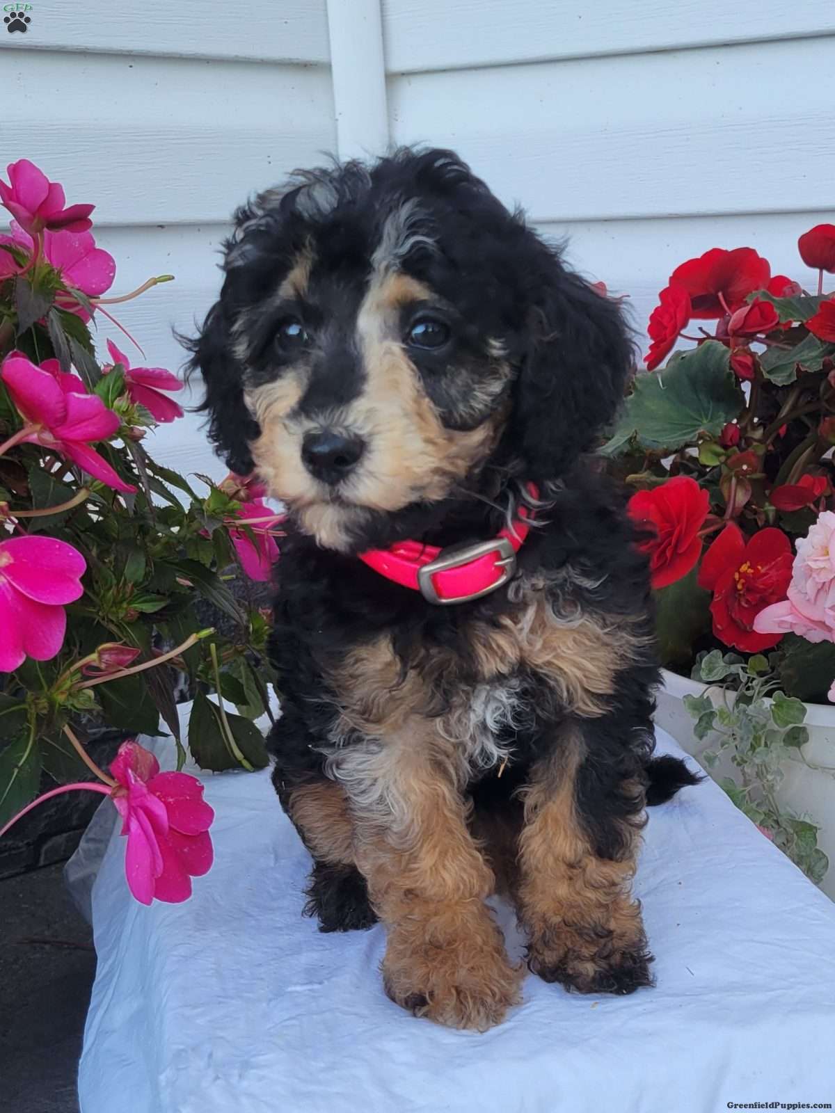 Fern (Mixed breed, Female) in Richfield Springs, NY