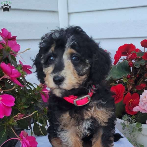 Fern, Miniature Poodle Mix Puppy