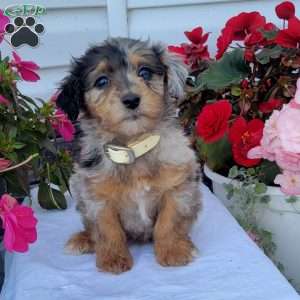 Flora, Miniature Poodle Mix Puppy