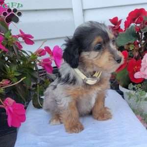 Flora, Miniature Poodle Mix Puppy