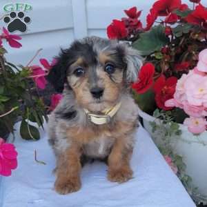 Flora, Miniature Poodle Mix Puppy