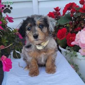 Flora, Miniature Poodle Mix Puppy