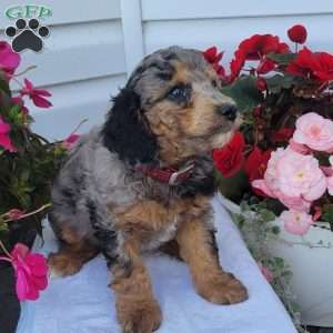 Franz, Miniature Poodle Mix Puppy
