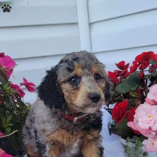 Franz, Miniature Poodle Mix Puppy