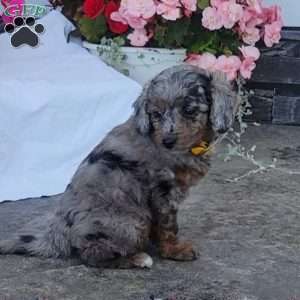 Felix, Miniature Poodle Mix Puppy