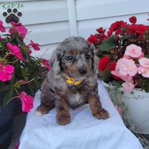 Felix, Miniature Poodle Mix Puppy