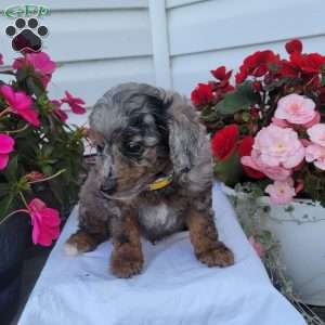 Felix, Miniature Poodle Mix Puppy
