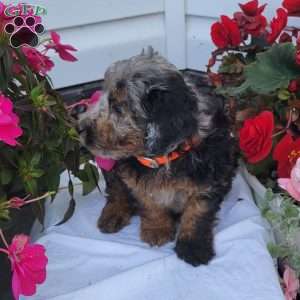 Finn, Miniature Poodle Mix Puppy