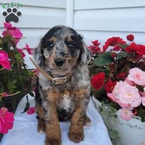 Freddie, Miniature Poodle Mix Puppy
