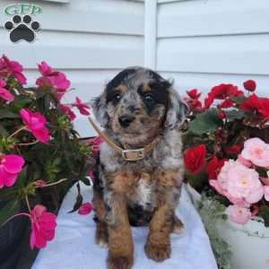 Freddie, Miniature Poodle Mix Puppy