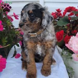 Freddie, Miniature Poodle Mix Puppy