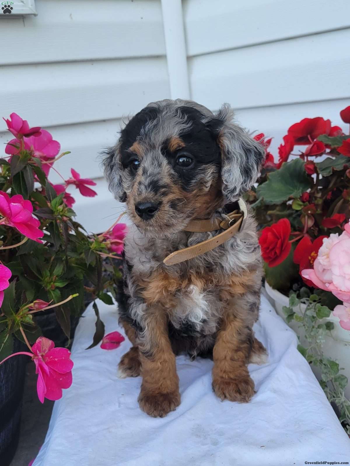 Freddie (Mixed breed, Male) in Richfield Springs, NY