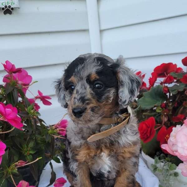 Freddie, Miniature Poodle Mix Puppy