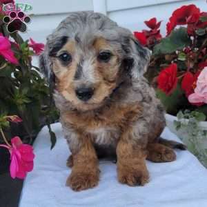 Frankie, Miniature Poodle Mix Puppy