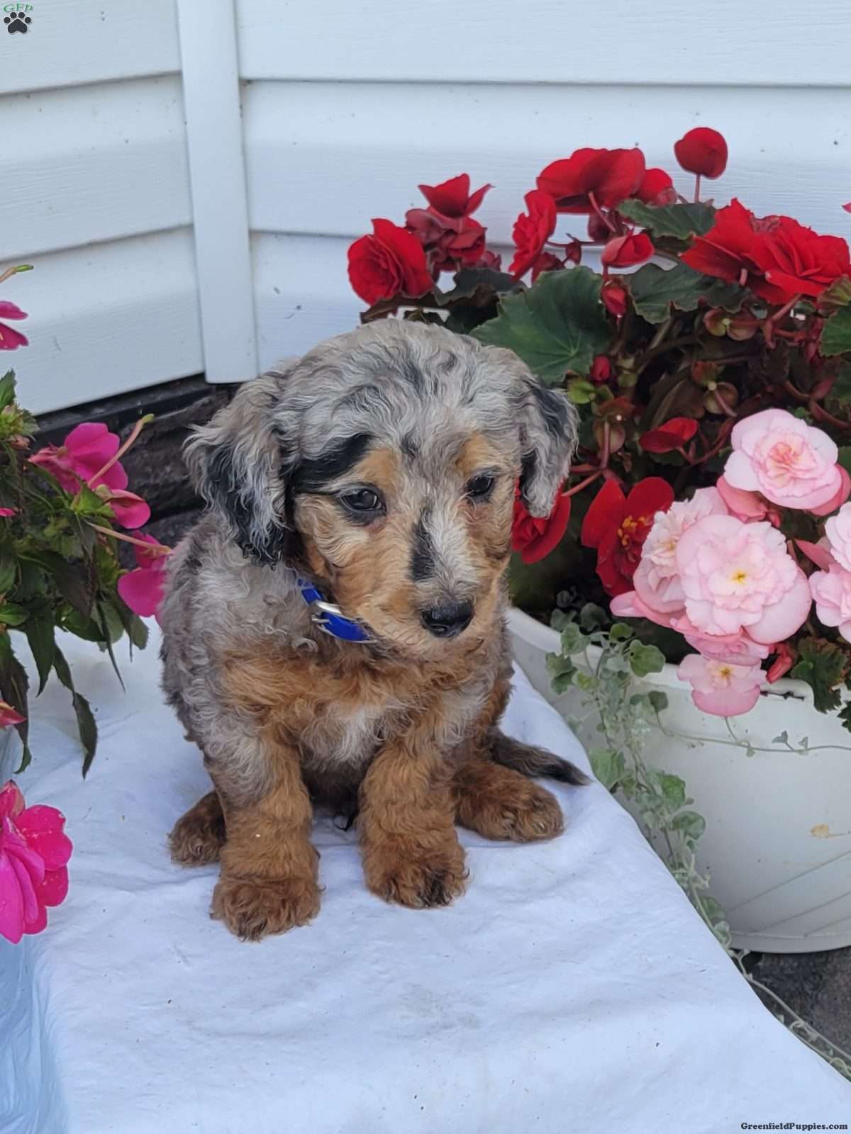 Frankie (Mixed breed, Male) in Richfield Springs, NY
