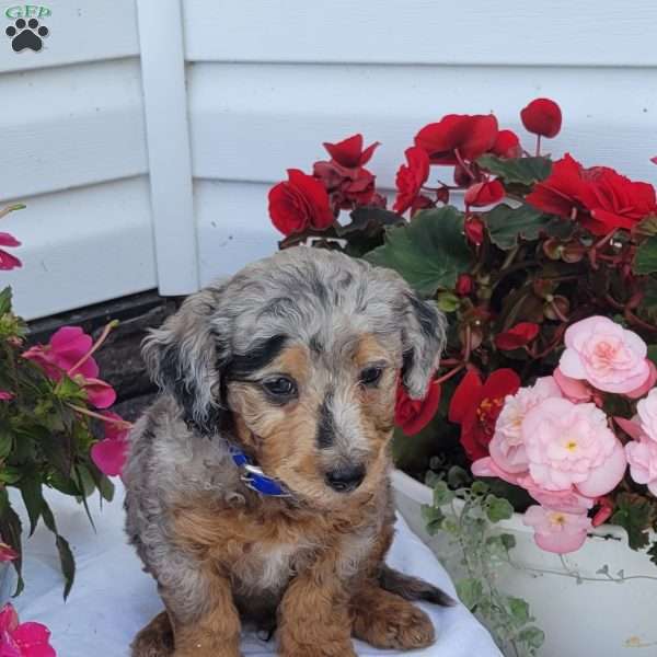 Frankie, Miniature Poodle Mix Puppy
