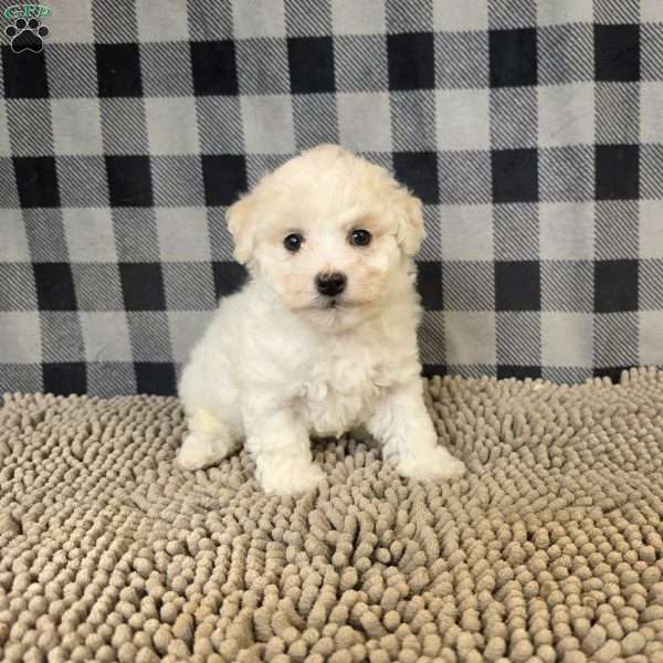 Len, Bichon Frise Puppy