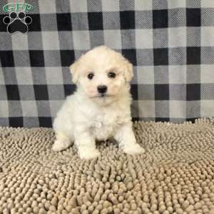 Len, Bichon Frise Puppy