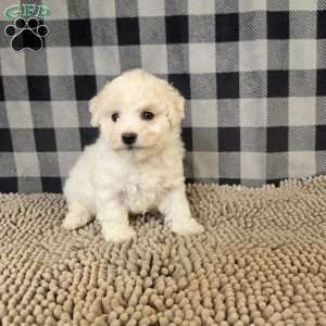 Len, Bichon Frise Puppy