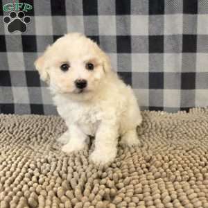Len, Bichon Frise Puppy