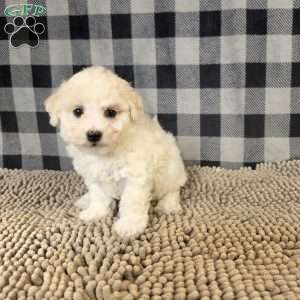Len, Bichon Frise Puppy