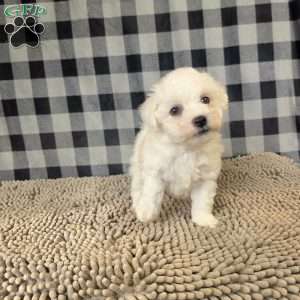 Lee, Bichon Frise Puppy
