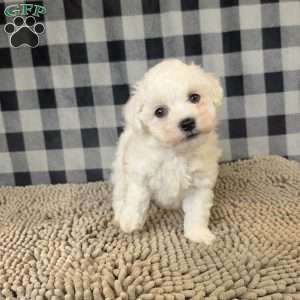 Lee, Bichon Frise Puppy